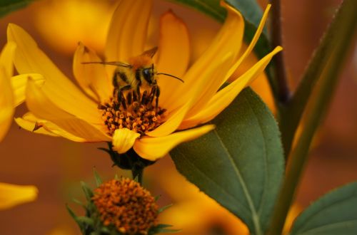 bee yellow flower nature