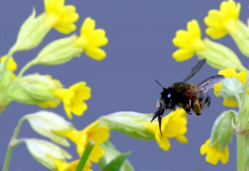 bee insect close