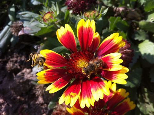 bee flower bloom