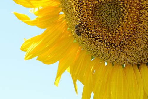 bee sunflower plant