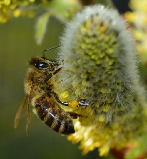 bee honey bee macro
