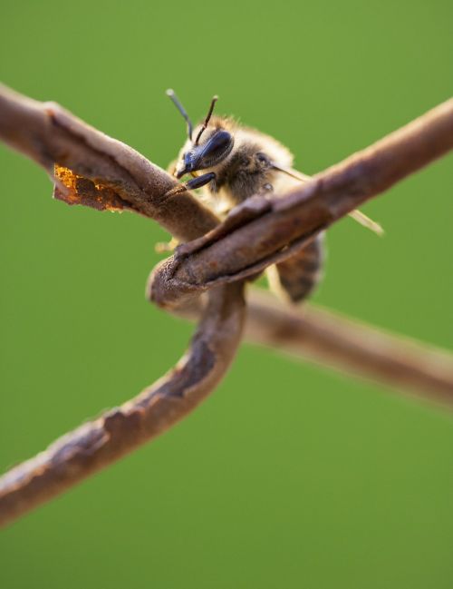bee insect needle
