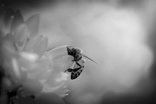 bee garden flower