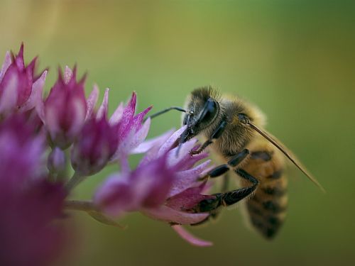 bee macro macro photography