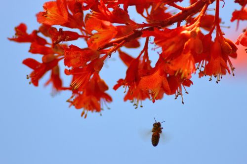 bee nature blossom