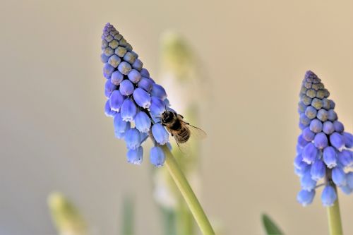 bee animal nature