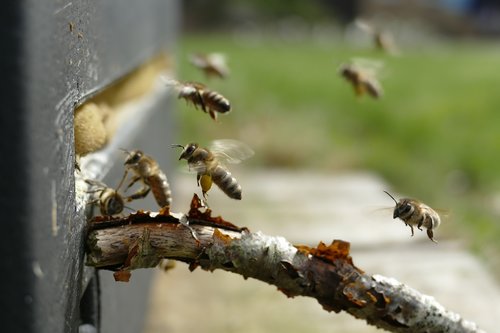 bee  beehive  pollen