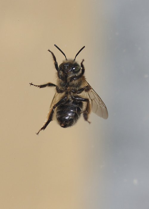 bee  insecta  window