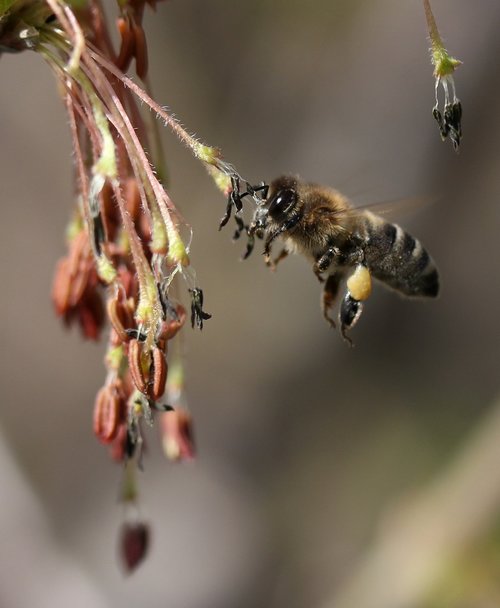 bee  flight  pollination