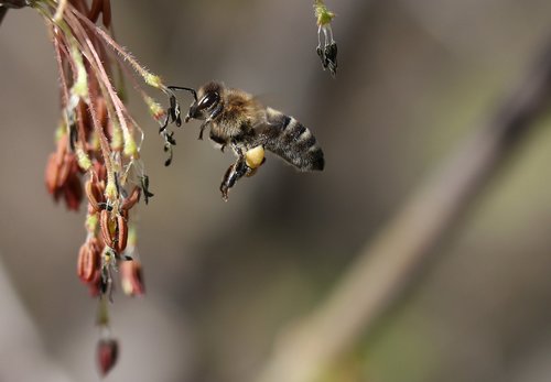 bee  flight  pollination