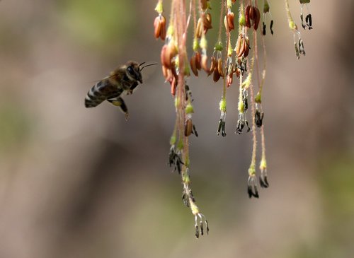 bee  flight  pollination