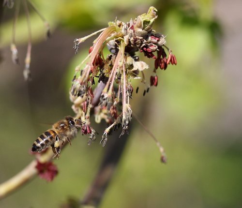 bee  flight  pollination