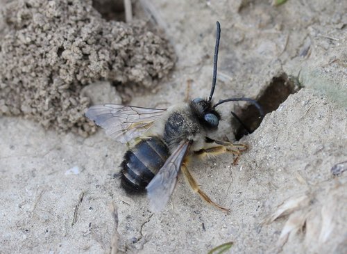 bee  wild  anthill