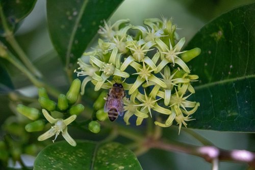 bee  nature  flora