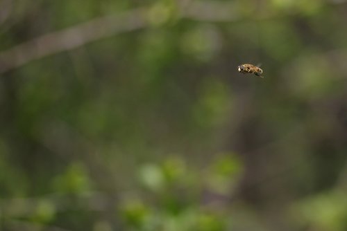 bee  insecta  flight