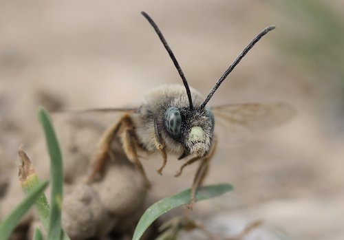 bee  wild  macro
