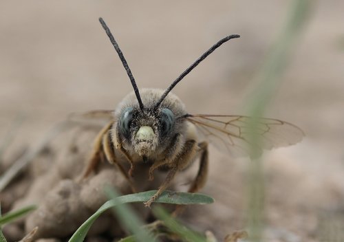 bee  insecta  macro