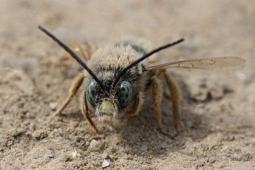 bee  insecta  macro