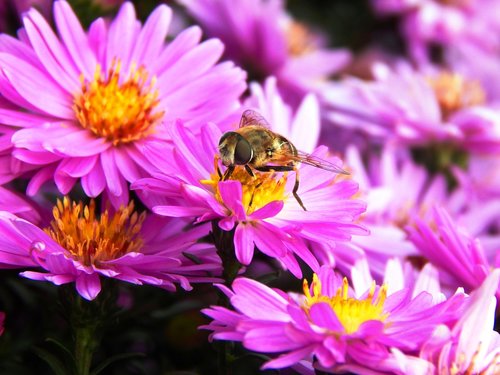 bee  flower  insect