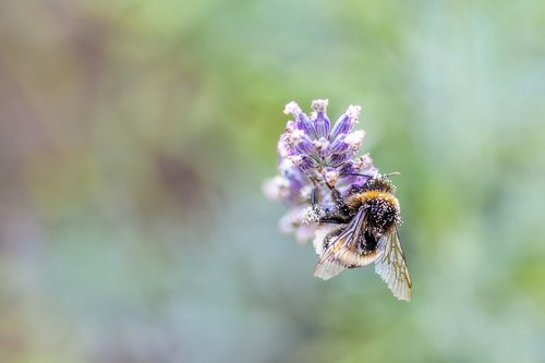 bee  flower  insect