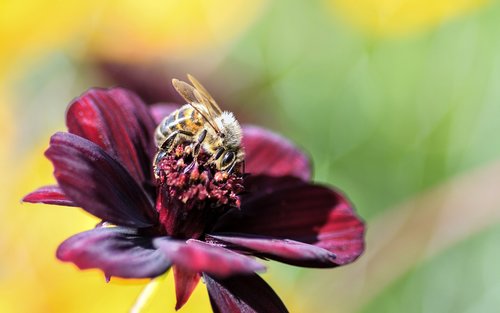 bee  flower  insect