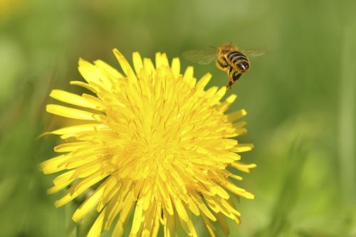 bee dandelion nuns