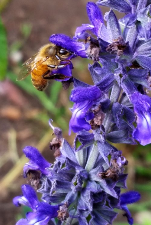 bee  nature  flower