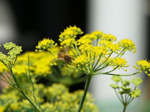 bee fennel yellow