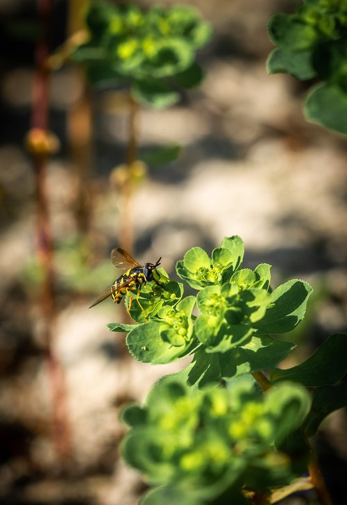 bee  macro