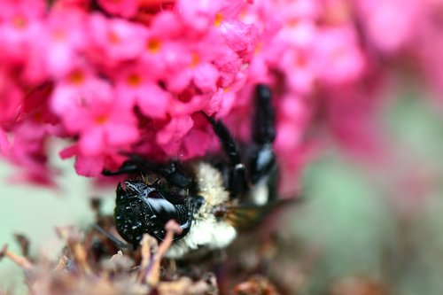 bee  flower  macro