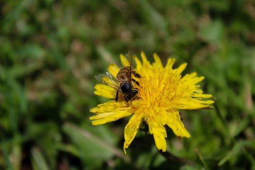 bee  flower  to