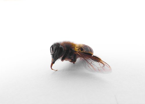 bee  nature  honey