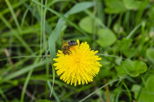 bee  macro  flower