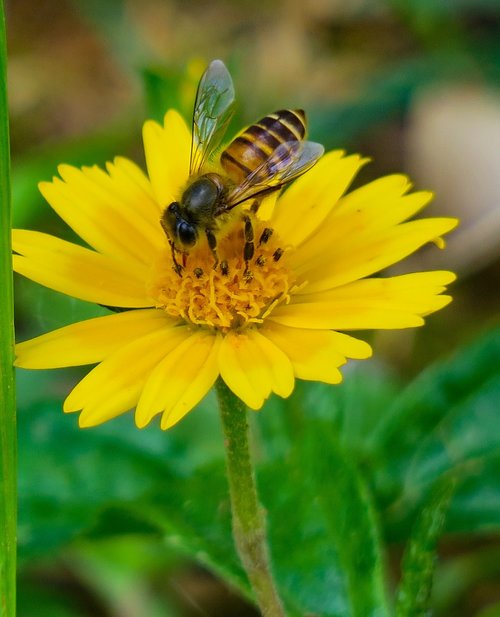 bee  wedelia  nature