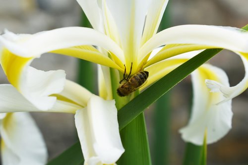 bee  garden  plant