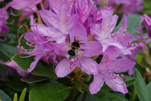 bee rhododendron flower