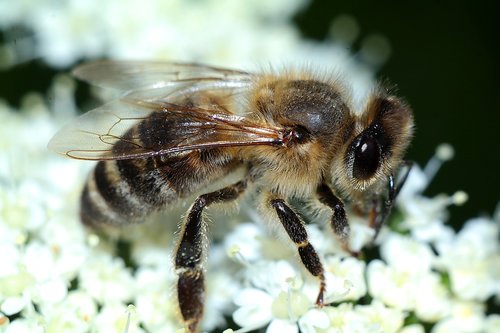 bee  insect  macro