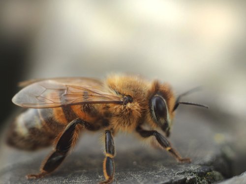 bee  robotnica  pollination