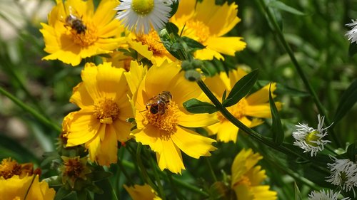 bee  flowers  yellow