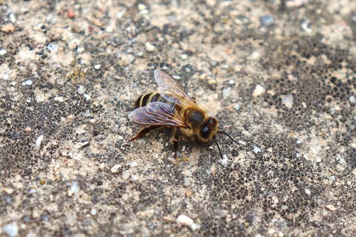 bee  macro  animal