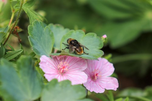 bee  flower  pink