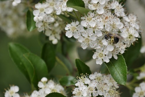 bee  firethorn  summer