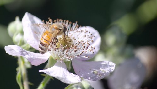 bee  insect  flower