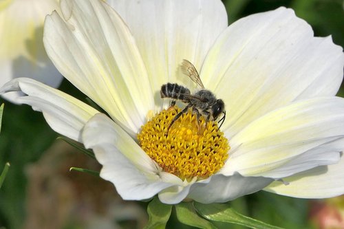 bee  flower  close up