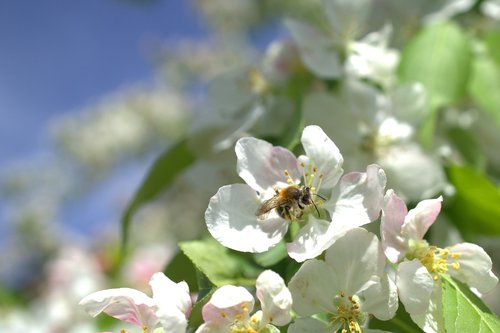 bee  environmental protection  tree flower