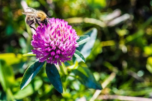 bee  flower  blossom