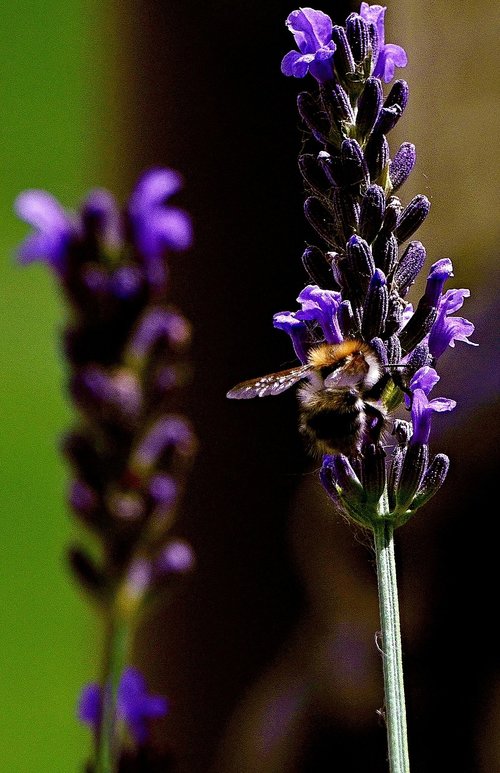 bee  flower  lavender