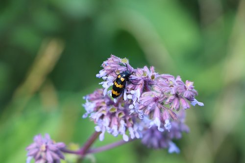 bee  wasp  purple flower