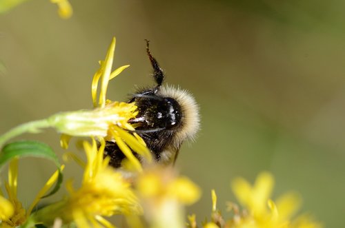 bee  flower  macro