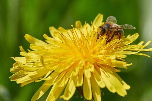 bee  flower  summer